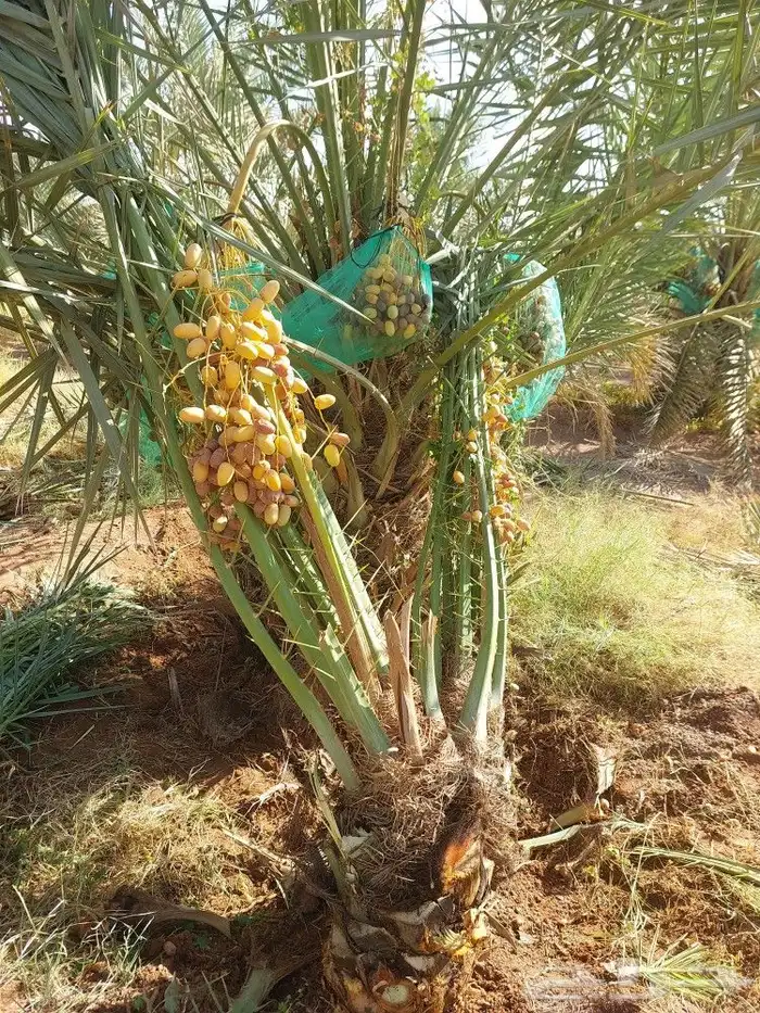يوجد لدينا اخلاص درجه اولى بجميع انواعها مقاسات المختلف 0