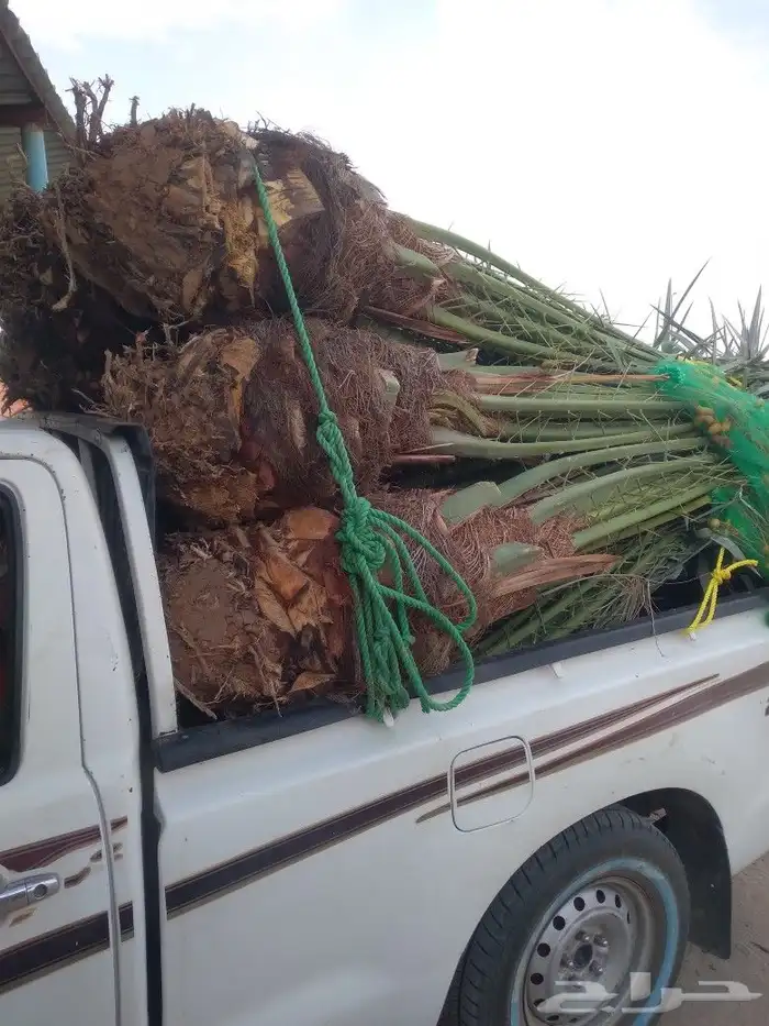 يوجد لدينا جميع انواع النخيل المثمرة عفيف البجديه الجمش نفي 6