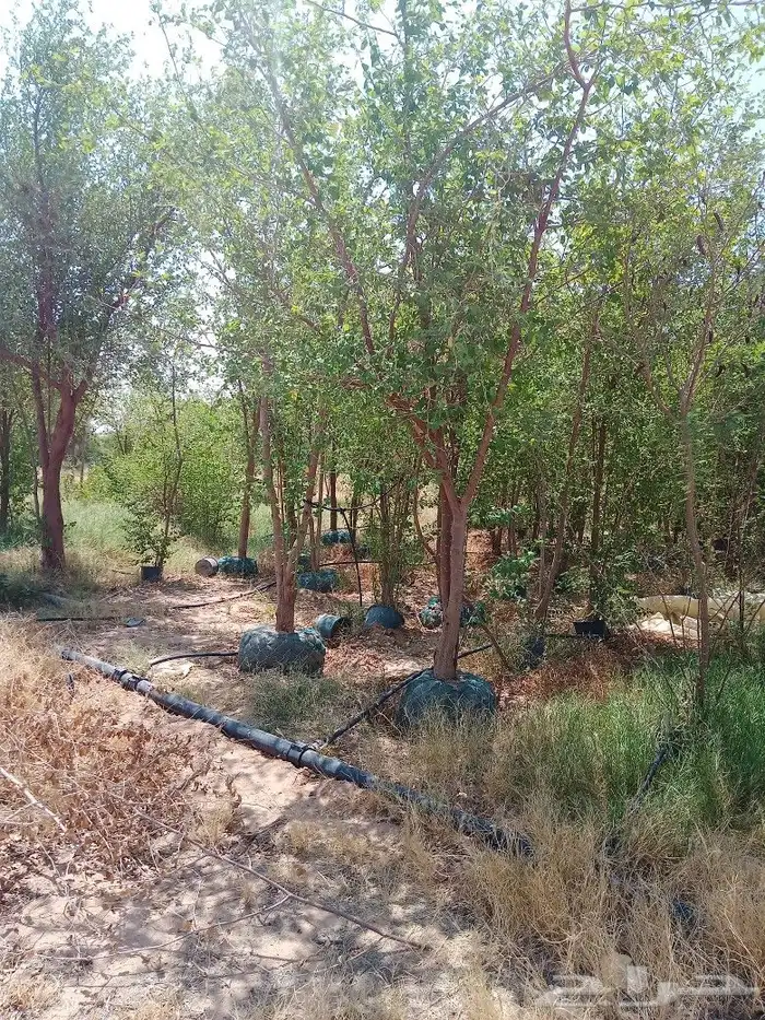 اشجار سدر بلدي محضن وبمراكن 4