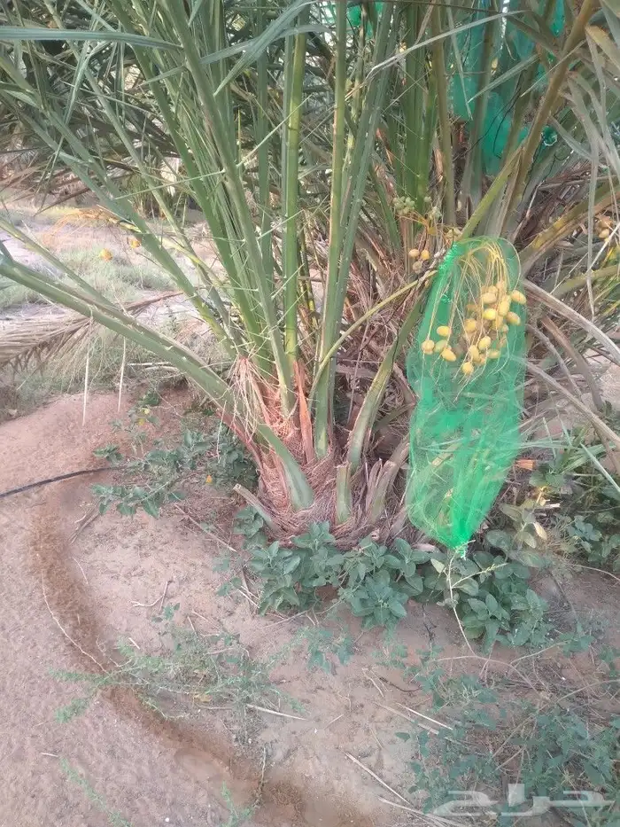 يوجد لدينا جميع انواع النخيل المثمرة عفيف البجديه الجمش نفي 11