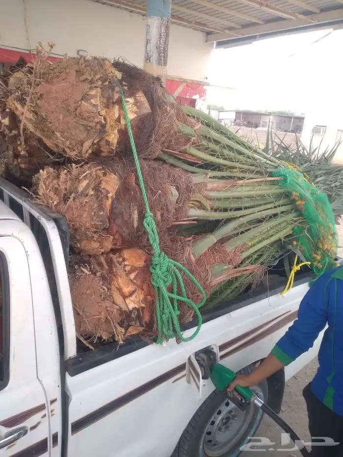 يوجد لدينا جميع انواع النخيل المثمرة عفيف البجديه الجمش نفي 5