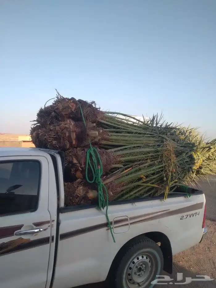 يوجد لدينا جميع انواع النخيل المثمرة عفيف البجديه الجمش نفي 9