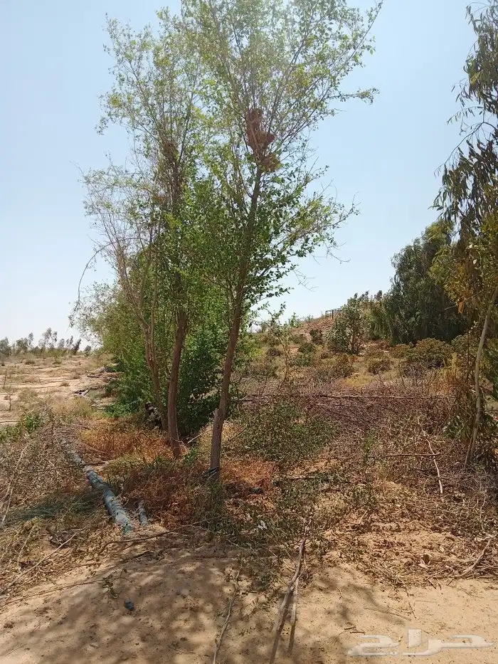 اشجار سدر بلدي محضن وبمراكن 2