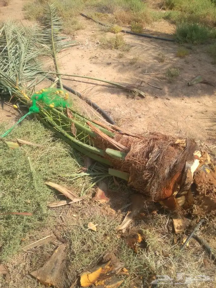 يوجد لدينا جميع انواع النخيل المثمرة عفيف البجديه الجمش نفي 10