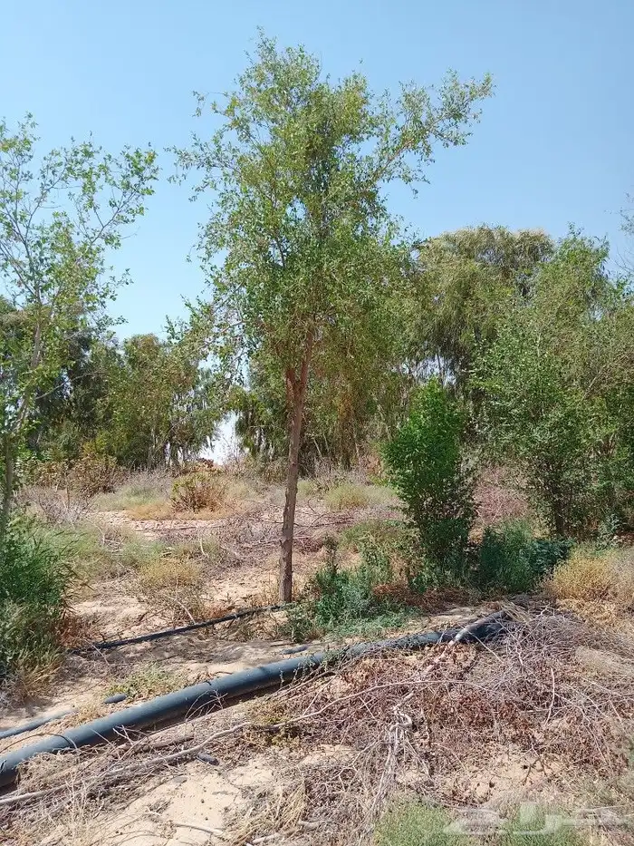 اشجار سدر بلدي محضن وبمراكن 3