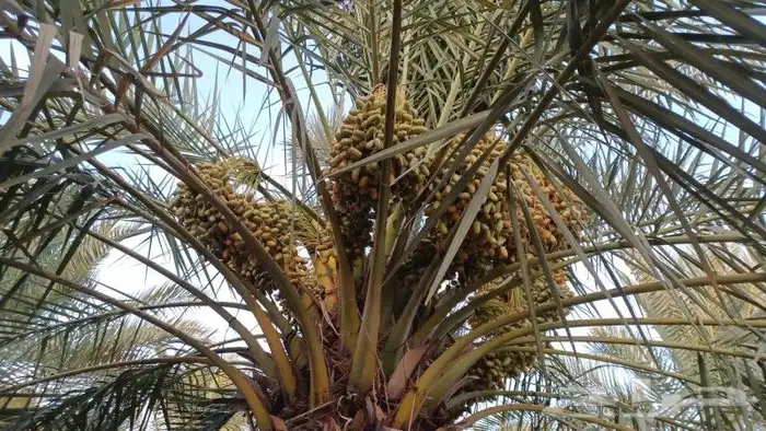 نخل القصيم المثمرة 4