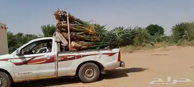 جميع أعمال النخيل 0