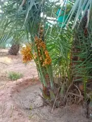 عندنا نخل انواع انخيل صقعي ومجدوله وخلاص 2