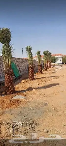 جميع أعمال النخيل 7