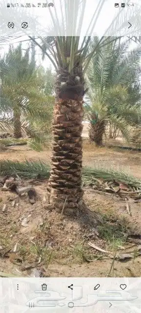 جميع أعمال النخيل 6