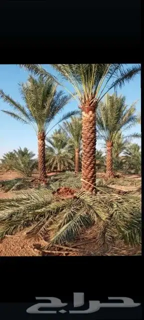 جميع أعمال النخيل 3