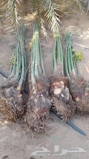 جميع أعمال النخيل 9
