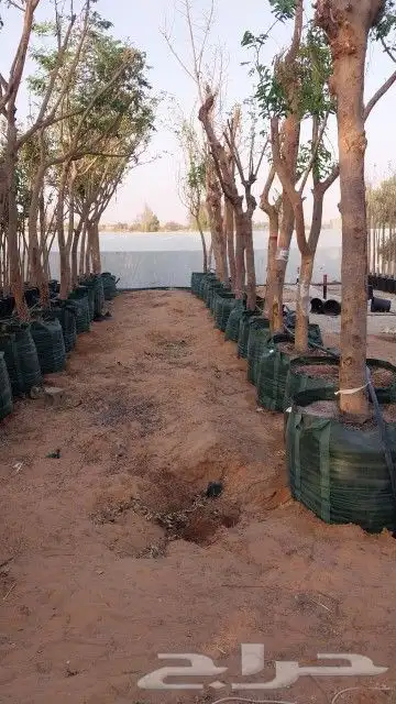 اكياس زراعية للشجر 2