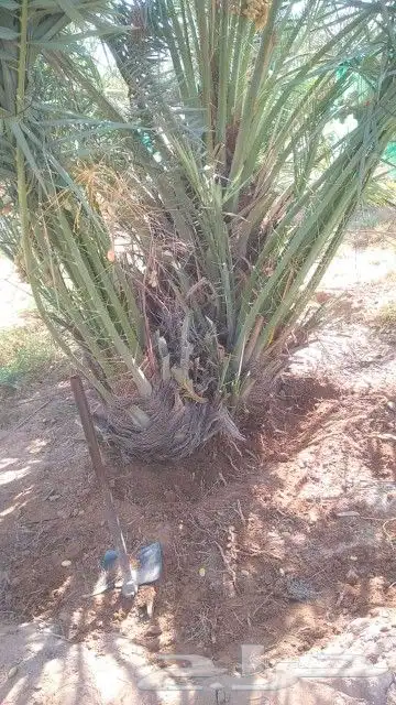 جميع أعمال النخيل 5