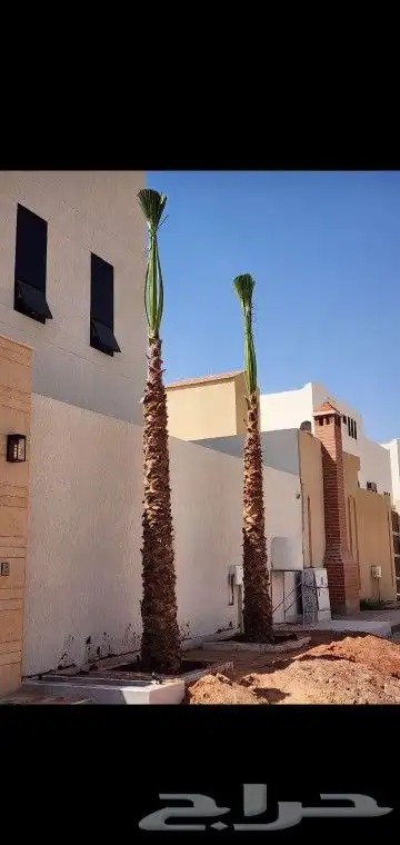 نخيل عربي واشنطني وزيتوان 3