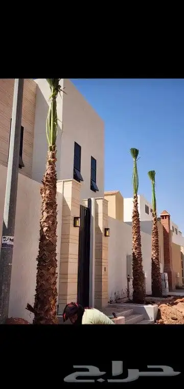 نخيل عربي واشنطني وزيتوان 0