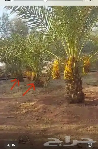 نخل للبيع جميع النواع انخل العربي سكري إخلاص برحي صقعي مجدول 0