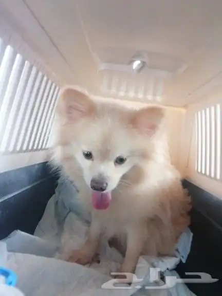 موصل طيور حيونات اليفه امنات 11