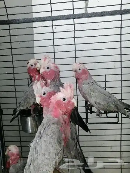 موصل طيور حيونات اليفه امنات 12