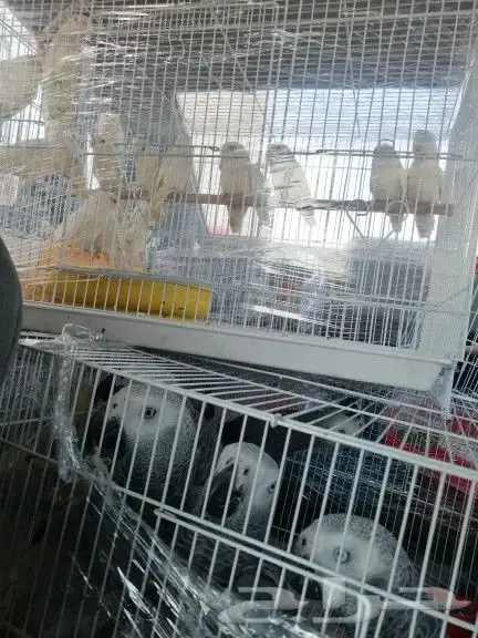 موصل طيور حيونات اليفه امنات 14