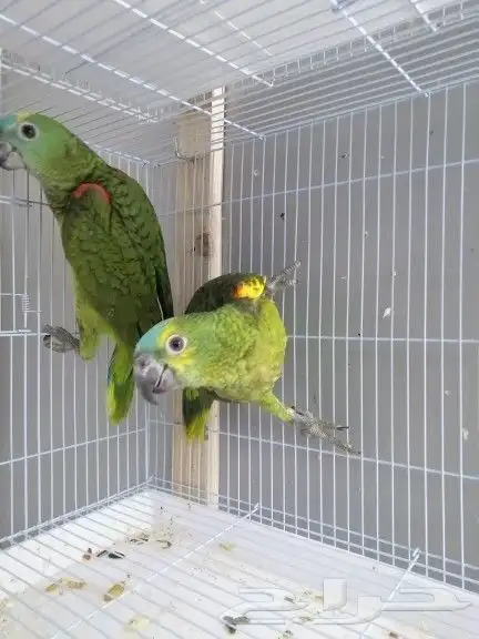 موصل طيور حيونات اليفه امنات 16