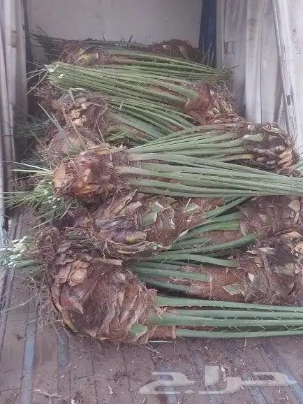 عندنا نخل انواع انخيل صقعي ومجدوله وخلاص 0