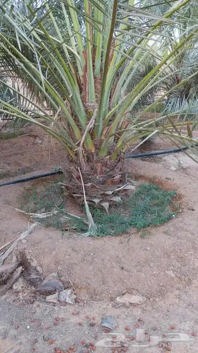 نخل للبيع جميع النواع انخل العربي سكري إخلاص برحي صقعي مجدول 2
