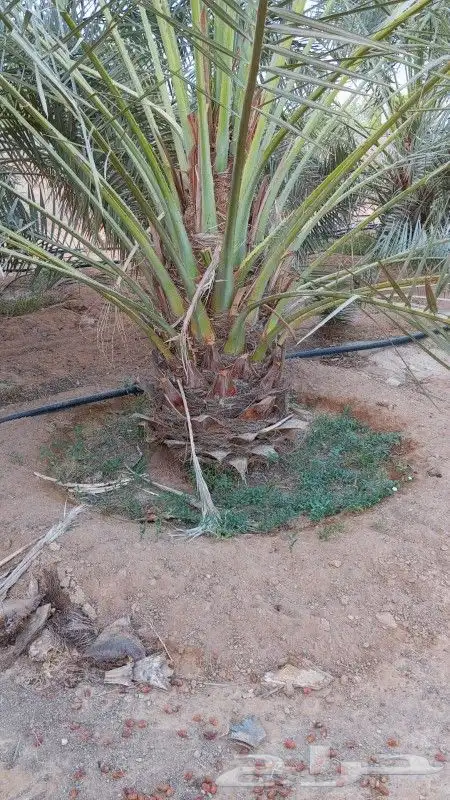 نخل للبيع جميع النواع انخل العربي سكري إخلاص برحي صقعي مجدول 2