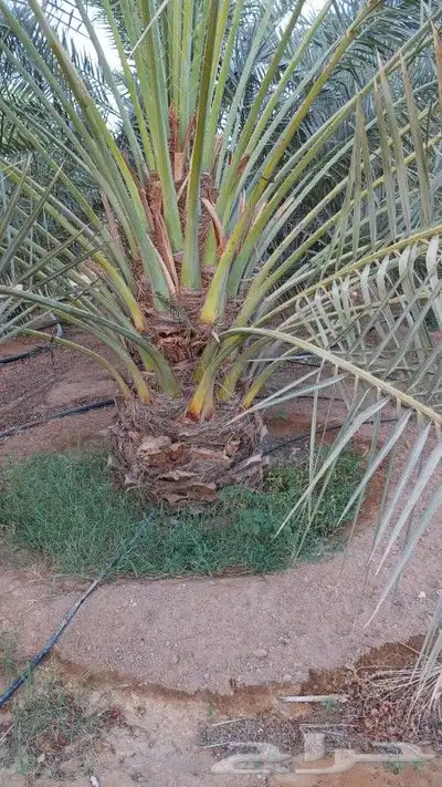 نخل للبيع جميع النواع انخل العربي سكري إخلاص برحي صقعي مجدول 1