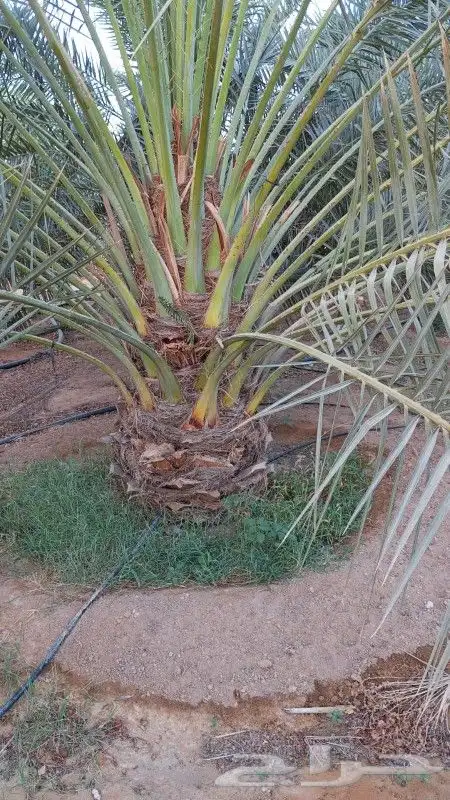 نخل للبيع جميع النواع انخل العربي سكري إخلاص برحي صقعي مجدول 1