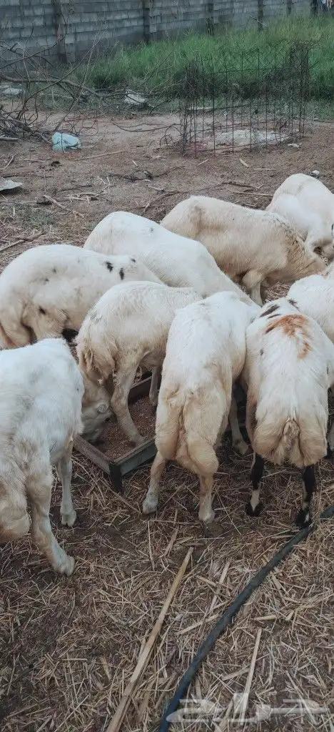 خرفان ذبايح بلدي نظيفة على الشرط 1