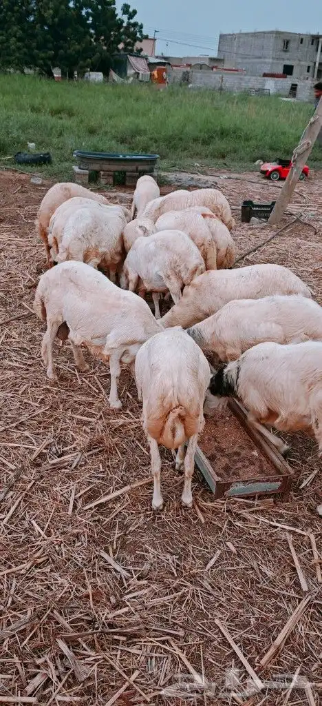 خرفان ذبايح بلدي نظيفة على الشرط 0