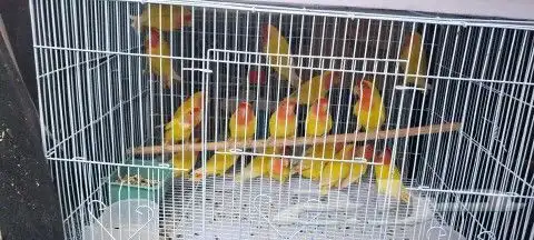 موصل طيور حيونات اليفه امنات 8