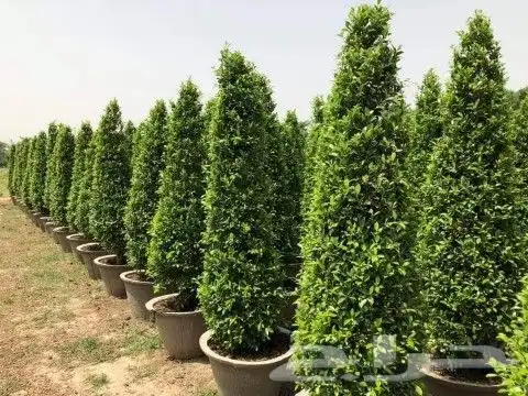 سرو 0