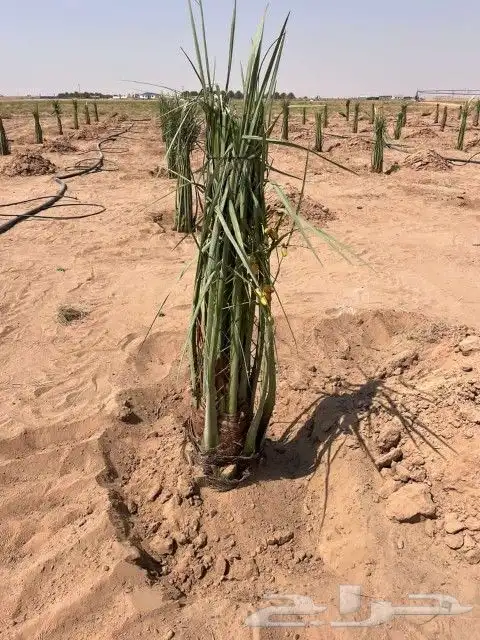 عندنا نخل انواع انخيل صقعي ومجدوله وخلاص 1