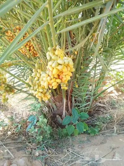 جميع أعمال النخيل 4