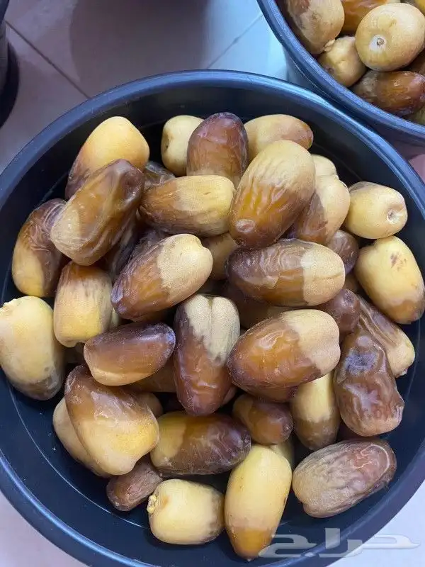نخيل مثمر نوايع نادره شمشوله حوشانه شيرازي ربيعه 5