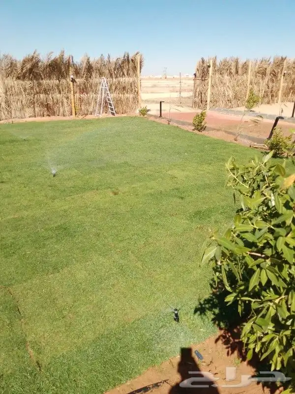 ثيل طبيعي سي2000 1