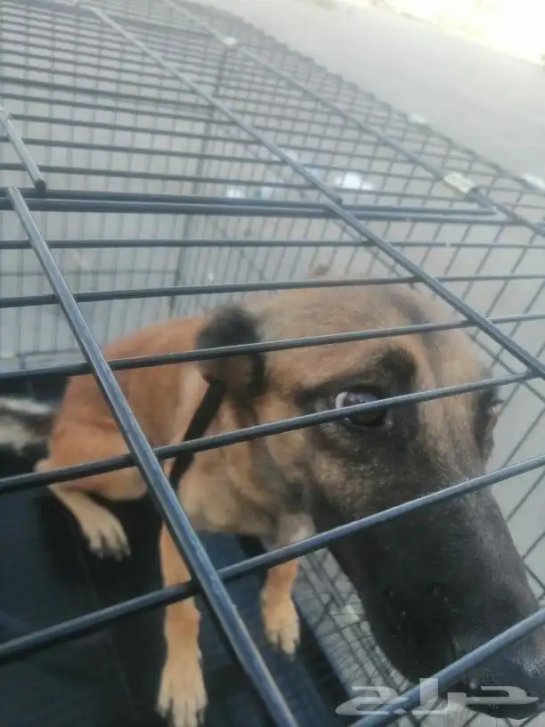 موصل طيور حيونات اليفه امنات 15