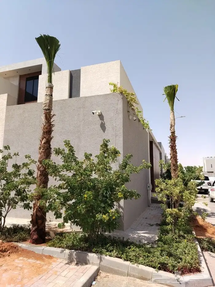 نخيل نخل واشنطن بأسعار مناسبة 0