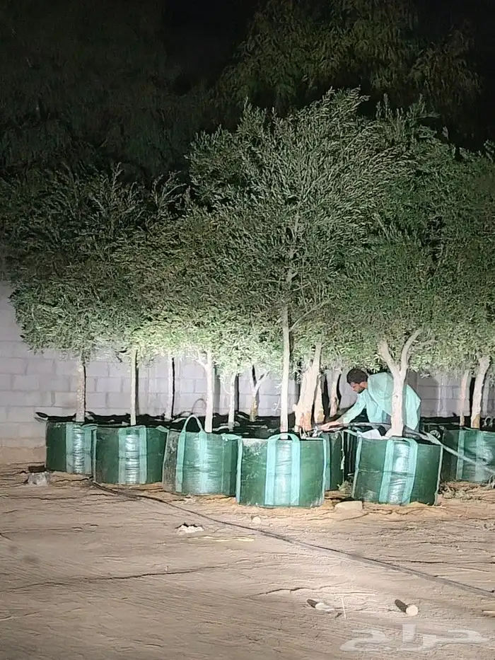 اشجار زيتون مراكن ومن الرض 2