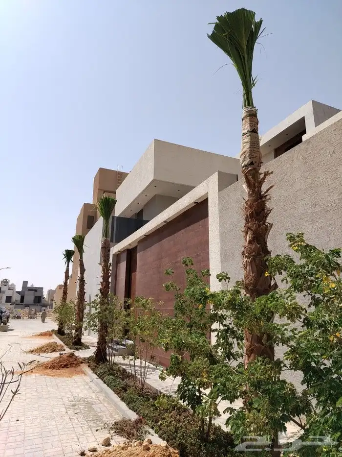 نخيل نخل واشنطن بأسعار مناسبة 1