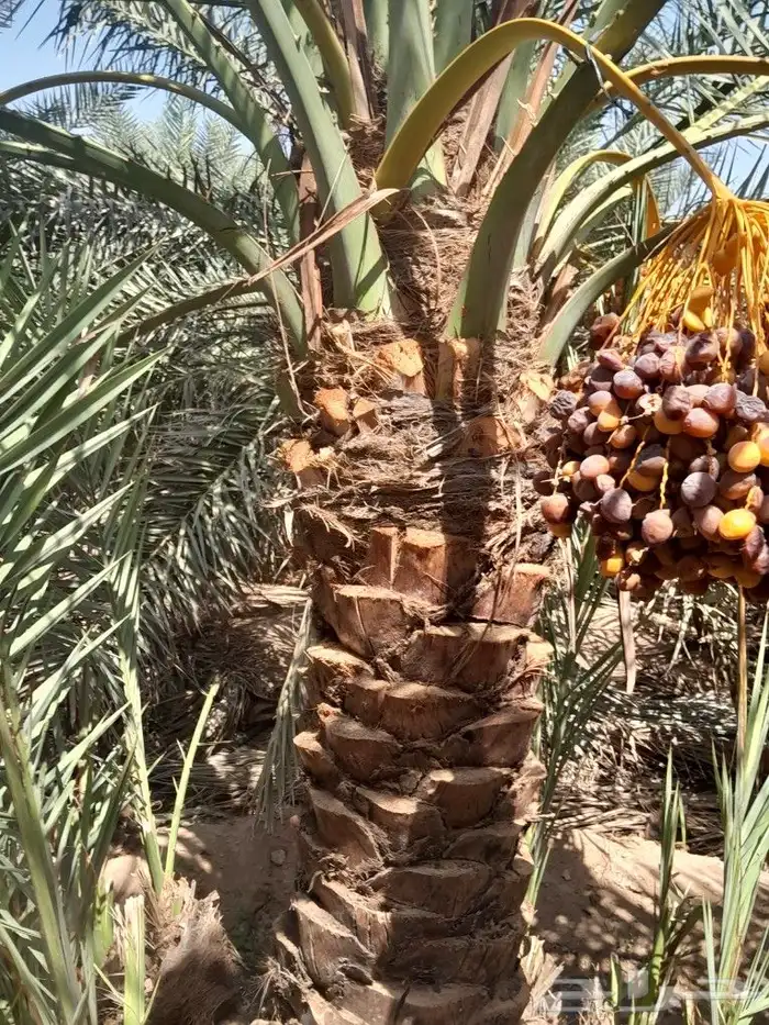 يوجد لدينا جميع انواع انخيل 4