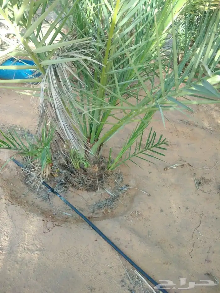 نخيل عربي واشنطني وزيتوان 9