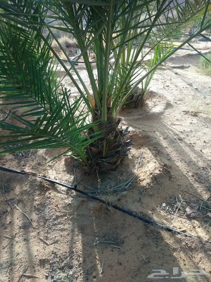نخيل عربي واشنطني وزيتوان 8