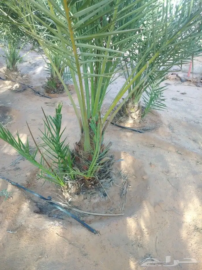 نخيل عربي واشنطني وزيتوان 6