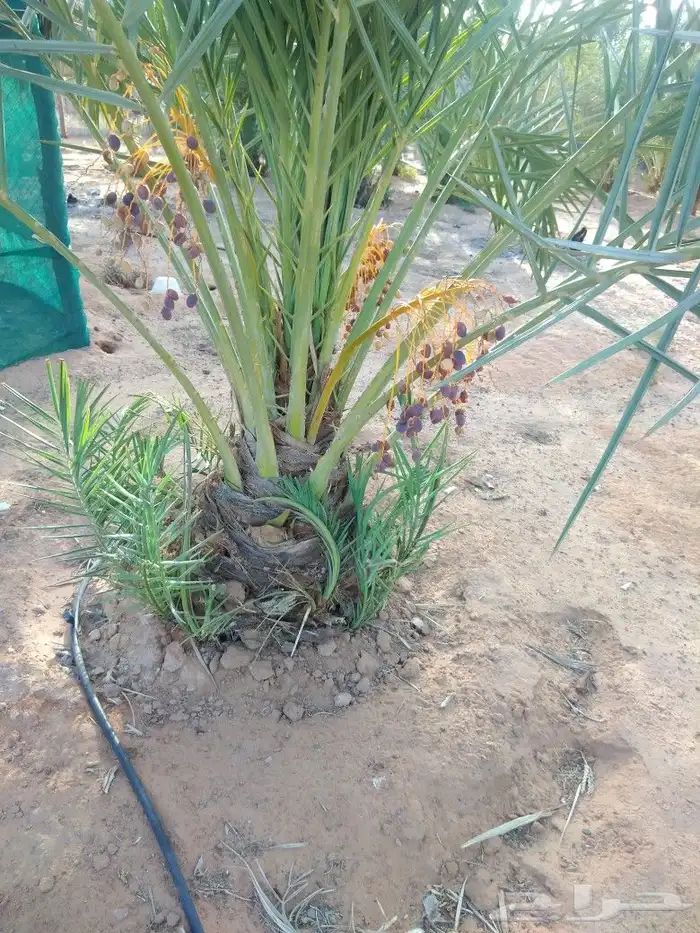 نخيل عربي واشنطني وزيتوان 7