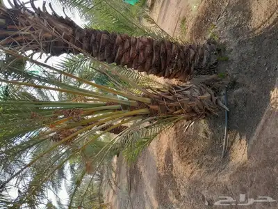 فسايل سلطانه وفسايل سكري وحلوه 6