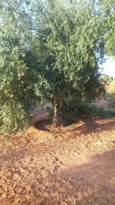 زيتون معمر 8