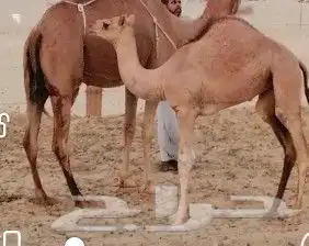 بكره اللبيع 0